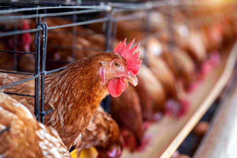 Poultry farm image